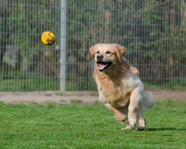 7 Best Toys For Golden Retrievers Finding the Perfect Toys for Your Golden Retriever