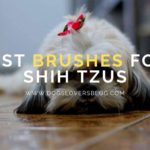 Best Brushes for Shih Tzus