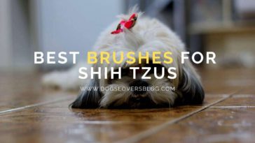 Best Brushes for Shih Tzus