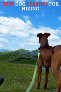 Best Dog Leashes for Hiking and Keeping Your Pup Safe