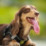Best Harnesses For Dachshunds