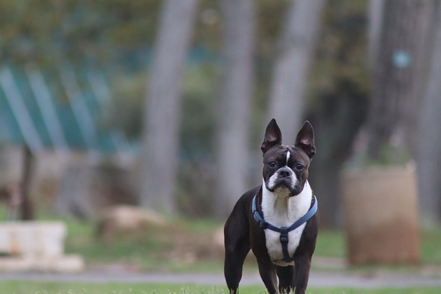 Best Harnesses for Boston Terriers
