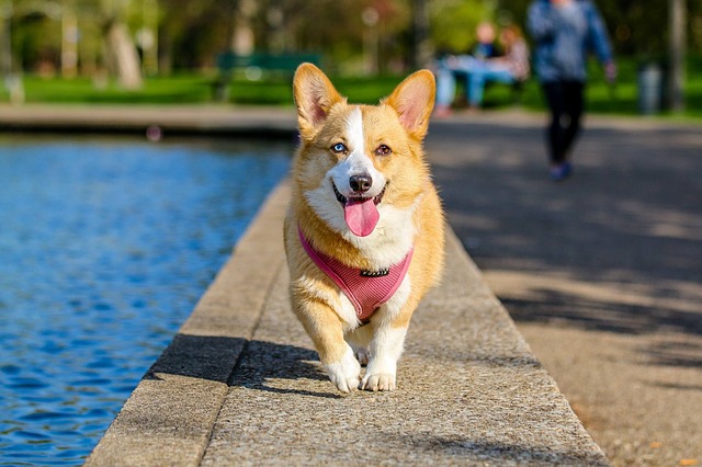 best leash for corgi puppy