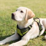 Best Harnesses for Labradors