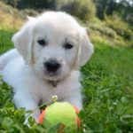 Best Puppy Toys For Golden Retrievers