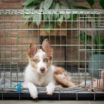 Best Small Dog Crates