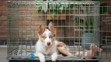 Best Small Dog Crates