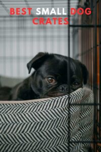 The 5 Best Small Dog Crates