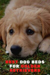 Top 6 Best Dog Beds For Golden Retrievers