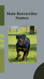 Top Male Rottweiler Names