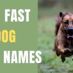 fast dog names