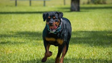 male rottweiler names