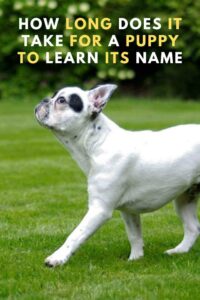 How Long Does It Take For A Puppy To Learn Its Name ? Find Out Now!