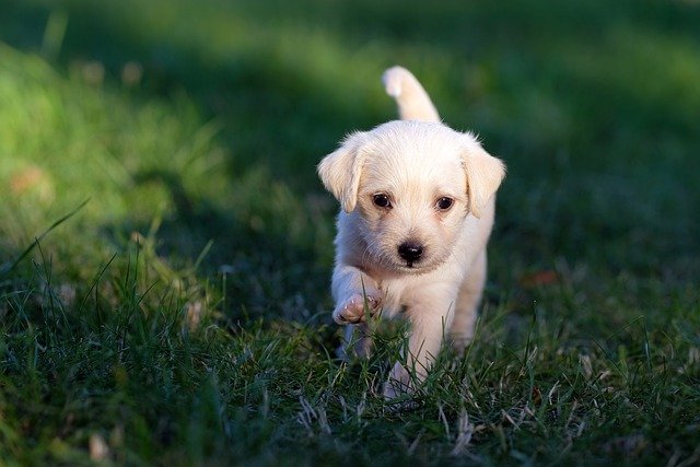 How Long Does It Take For A Puppy To Learn Its Name