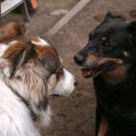 How To Teach Dog To Greet Other Dogs Calmly