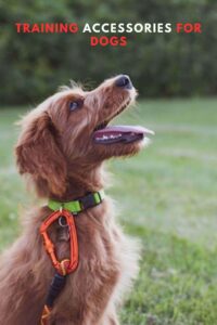 Must-Have Training Accessories For Dogs Keep Your Dog Safe and Happy