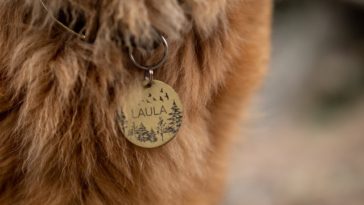 best quality dog tags