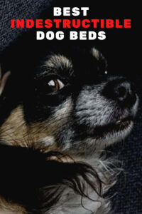 The Best Indestructible Dog Beds