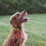 Training Accessories for Dogs