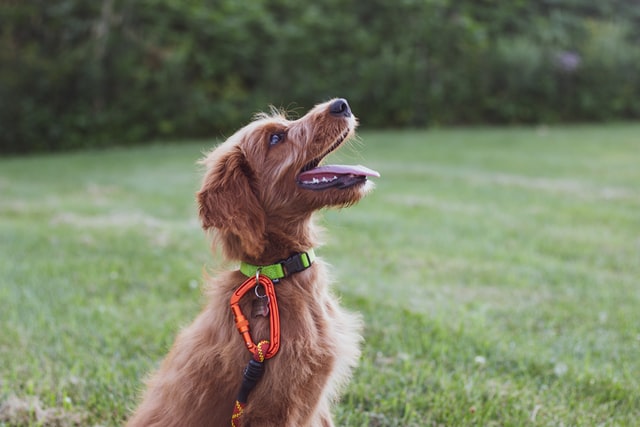 Training Accessories for Dogs