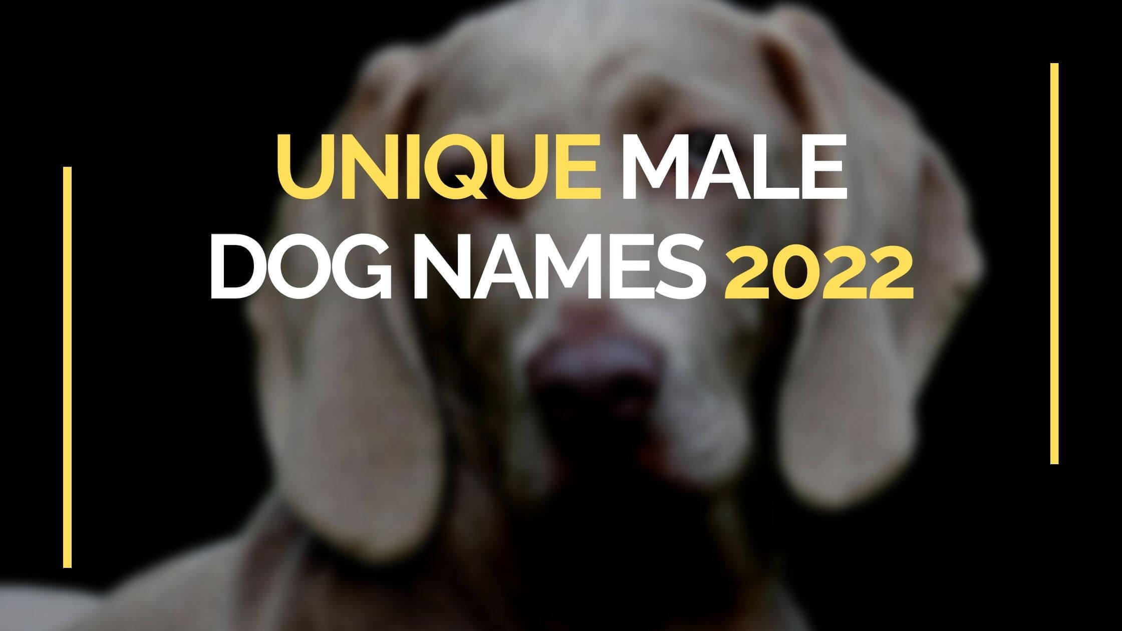 unique male dog names