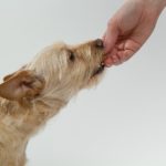 What To Do if Your Dog Won't Eat