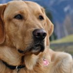best collars for labradors