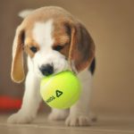 Best Toys For Beagles