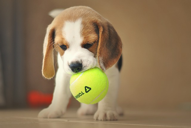 Best Toys For Beagles