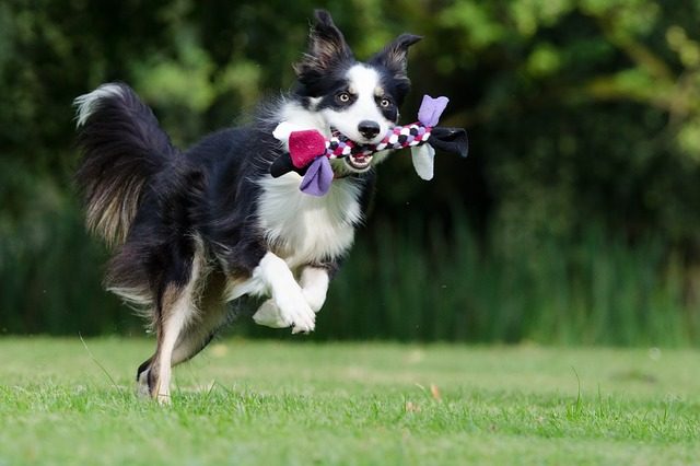 Best Toys For Border Collies