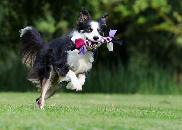 Best Toys For Border Collies
