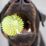 Best Toys For Rottweilers