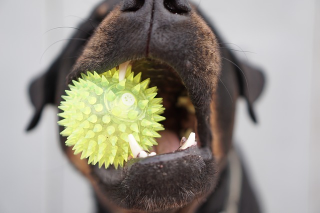 Best Toys For Rottweilers