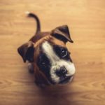 Toys for Boxer Dogs