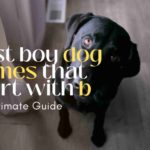 boy dog names that start with b