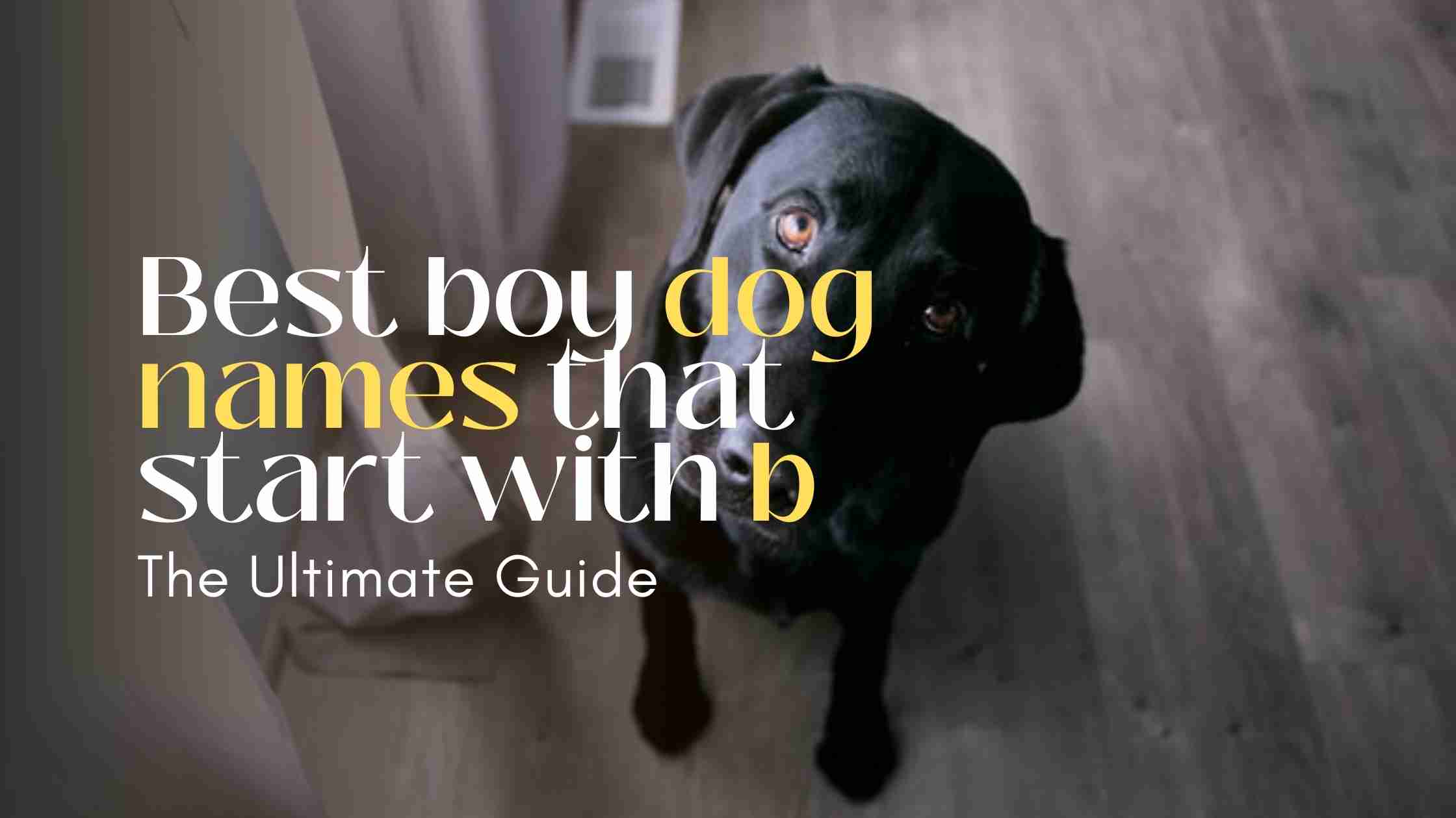 Male Dog Names A and B