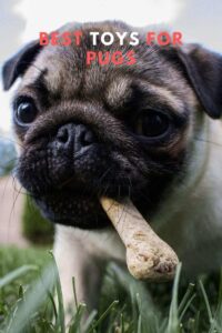 5 Best Toys For Pugs - Great Ideas to Keep Your Pup Happy