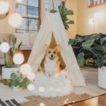 Best Dogs For First Time Owners In Apartments