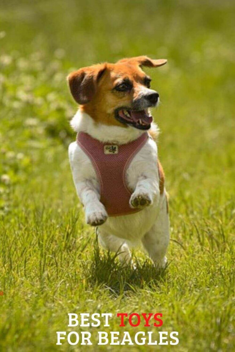 5 Best Toys For Beagles A List of Toys That Your Dog Will Love!
