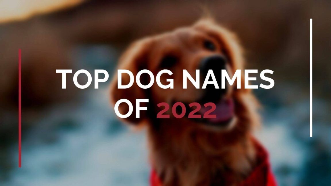 +211 Adorable French Dog Names Male Unusual Puppy Names with Meanings