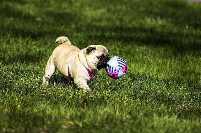 Toys For Pugs