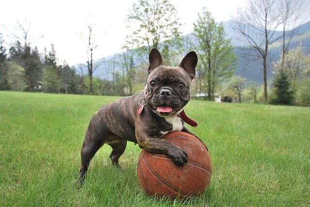 are french bulldogs easy to train