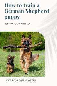 how to train a german shepherd dog