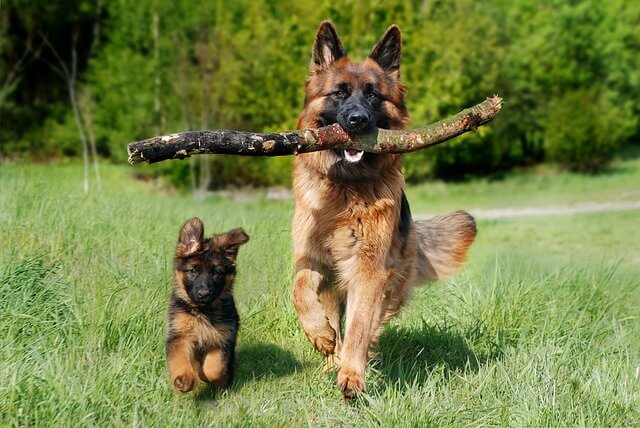 how to train a german shepherd puppy