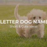 4 Letter Dog Names