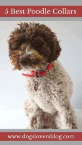 The Best Poodle Collars