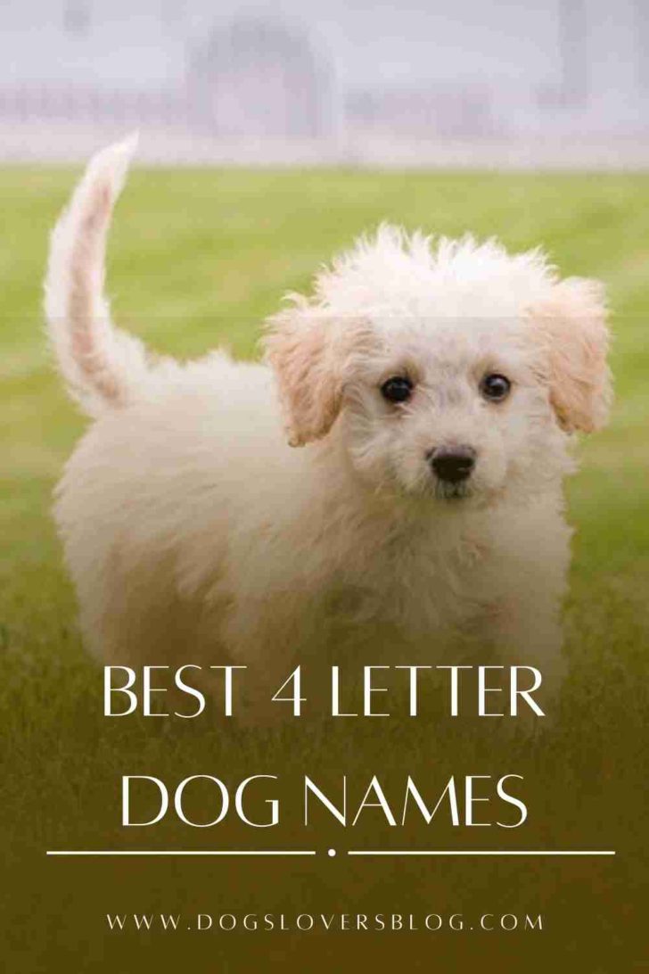 Best 4 Letter Dog Names Short Cute Ideas For Boy Girl Canine 