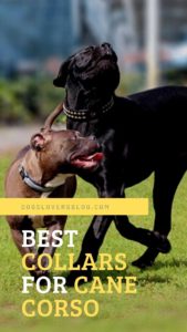 Best Collars For Cane Corso