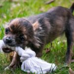 Best Dog Toys for Chihuahuas