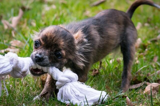 Best Dog Toys for Chihuahuas
